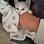 Ana participe au concours pour gagner de l'argent avec cette photo : kitten, white_cat, blanket, star_pattern, hand, cat_house, paw, cozy, fur, indoor, pet, cute, animal, soft_texture, resting, comfort, feline, snuggle, closeup, wood_floor