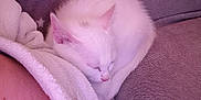 Ana a rejoint le concours — aidez-le/la à gagner de superbes lots ! cat, kitten, white_cat, sleeping, curling_up, blanket, purple_blanket, star_pattern, soft_texture, cozy, resting, pet, fur, animal, indoor, comfort, relaxation, nap, domestic_cat, snuggling