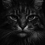 Chinchan participe au concours pour gagner de l'argent avec cette photo : cat, close_up, black_and_white, portrait, water_droplets, whiskers, fur, animal, intense_look, dark_background, majestic, detailed, eyes, face, muzzle, ears, moody, texture, wildlife, nature