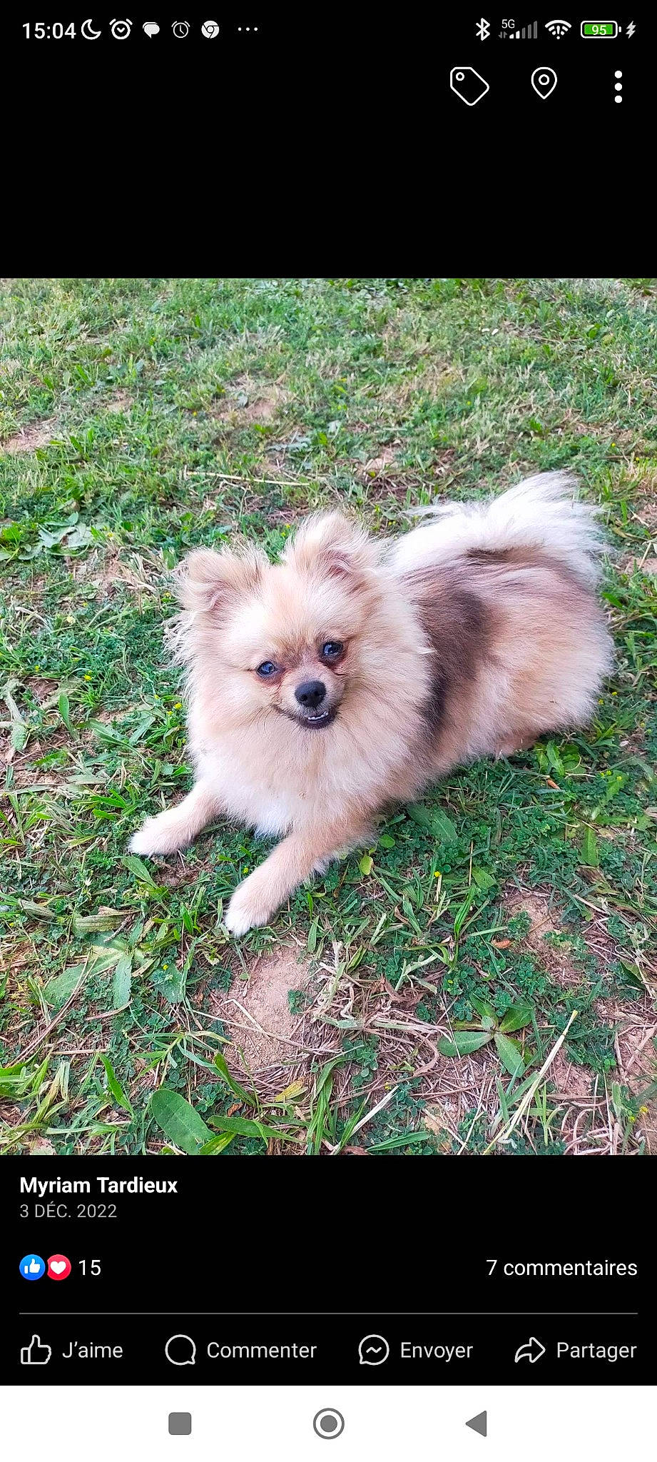 Talina participe au concours pour gagner de l'argent avec cette photo : ancient_dog_breeds, carnivore, companion_dog, dog, dog_breed, fawn, fur, german_spitz, german_spitz_klein, german_spitz_mittel, grass, liver, pomeranian, spitz, sporting_group, tail, terrestrial_animal, toy_dog, volpino_italiano, working_animal