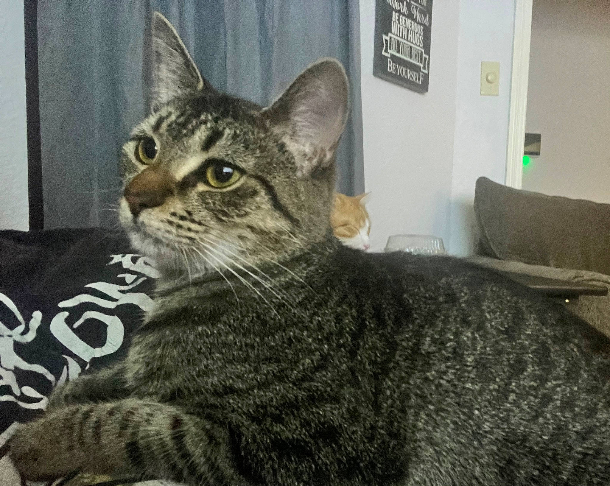 Juno joined the competition — help win amazing prizes! carnivore, cat, comfort, domestic_short_haired_cat, felidae, fixture, fur, picture_frame, sitting, small_to_medium_sized_cats, snout, terrestrial_animal, whiskers