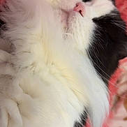 Oreo joined the competition — help win amazing prizes! cat, sleeping, fluffy, black_and_white, pet, fur, close_up, pink, soft, relaxed, whiskers, cute, animal, indoor, cozy, resting, mammal, adorable, feline, nap