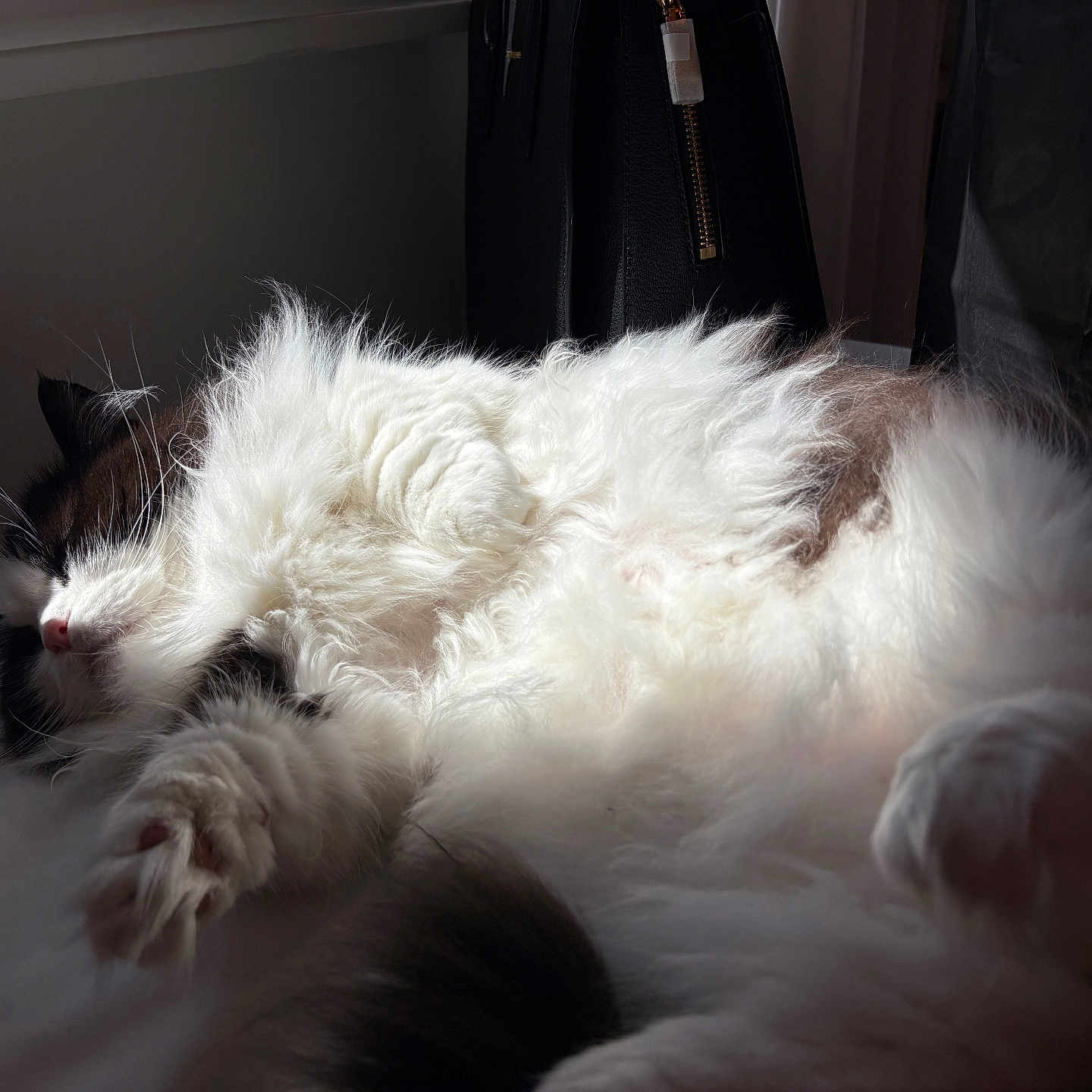 Oreo is registered to the contest to win money with this photo: animal, black_fur, cat, closeup, cozy, cute, domestic_cat, fluffy, fur, indoor, paw, pet, relaxed, resting, sleeping, soft_light, sunlight, whiskers, white_fur, window_light