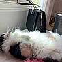 cat, fluffy, sleeping, black_and_white, fur, handbag, shopping_bag, sunlight, cozy, indoor, resting, pet, cute, relaxed, whiskers, soft, window, curtain, bed, pink_rug