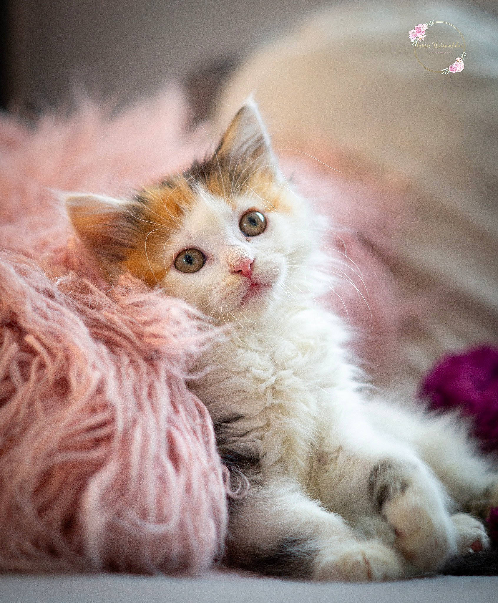 Mayla participe au concours pour gagner de l'argent avec cette photo : art, carnivore, cat, claw, comfort, event, fawn, felidae, fur, paw, peach, photo_caption, small_to_medium_sized_cats, snout, tail, thread, whiskers