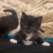 Biggie is registered to the contest to win money with this photo: kitten, cat, black_and_white, blue_eyes, whiskers, paw, cute, pet, feline, young, indoor, curious, animal, soft_blanket, texture, close_up, two_kittens, background_blur, small, climbing