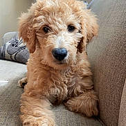 Jersey is registered to the contest to win money with this photo: dog, puppy, golden_doodle, couch, living_room, furniture, lamp, fur, pet, cute, curious, cozy, indoor, animal, canine, fluffy, paw, relaxing, brown, home