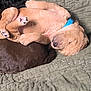 Jersey joined the competition — help win amazing prizes! puppy, dog, sleeping, cuddling, blanket, quilt, fur, collar, cute, pet, animal, brown, black, golden, paws, resting, snuggling, indoor, closeup, cozy
