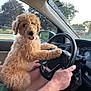 Jersey joined the competition — help win amazing prizes! dog, puppy, car, steering_wheel, lap, tongue_out, fluffy, golden_doodle, window, person, hand, keys, dashboard, seat, side_mirror, sunlight, trees, grass, cute, pet