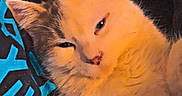 Hemi joined the competition — help win amazing prizes! animal, cat, closeup, colorful_clothing, companion, cozy, cute, ears, face, fur, fur_texture, hoodie, indoor, person_partial, pet, relaxing, resting, sleepy, warm_lighting, whiskers
