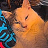 animal, cat, closeup, colorful_clothing, companion, cozy, cute, ears, face, fur, fur_texture, hoodie, indoor, person_partial, pet, relaxing, resting, sleepy, warm_lighting, whiskers
