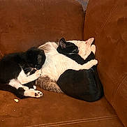 Hemi is registered to the contest to win money with this photo: animal, black_and_white_cat, brown_couch, cat, cats, companion, couch, cozy, cute, domestic_animal, fur, indoor, nap, paw, pet, relaxing, sleeping, snuggling, whiskers, white_cat