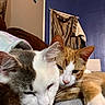 Hemi joined the competition — help win amazing prizes! animal, cat, cats, closeup, companion, couch, cozy, domestic, ears, feline, fur, gray_cat, indoor, orange_cat, pets, relaxing, resting, snuggling, whiskers, white_cat