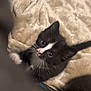 kitten, cat, black_and_white, pet, cute, fur, whiskers, paw, blanket, soft, indoor, animal, young, curious, playful, closeup, looking_up, domestic, feline, small
