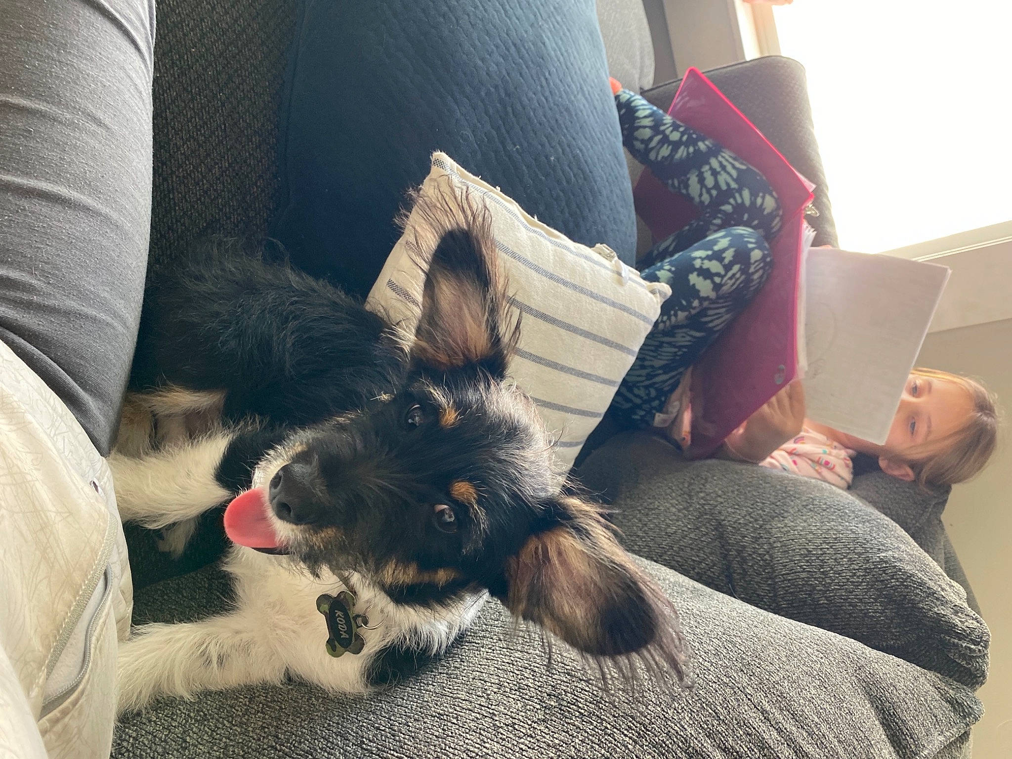 Koda is registered to the contest to win money with this photo: canidae, carnivore, comfort, companion_dog, couch, dog, dog_breed, finger, fur, gesture, hand, human_leg, lap, leg, paw, sitting, sporting_group, thigh, toy_dog, working_animal