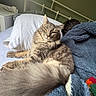 Ripley joined the competition — help win amazing prizes! animal, bed, blanket, cat, comfort, cozy, domestic, fluffy, fur, furniture, headboard, indoor, person, pet, pillow, relaxed, resting, sleeping, tail, yellow_eyes