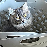 Ripley is registered to the contest to win money with this photo: animal, basket, cat, closeup, curious, cute, domestic_animal, feline, fur, gray_fur, home, indoor, laundry_basket, looking, pet, plastic, portrait, sitting, whiskers, yellow_eyes