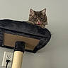 Ripley joined the competition — help win amazing prizes! animal, cat, cat_tree, cozy, cute, ears, feline, fur, gray_wall, household, indoor, looking, perched, pet, playful, resting, scratching_post, tabby_cat, tongue_out, whiskers