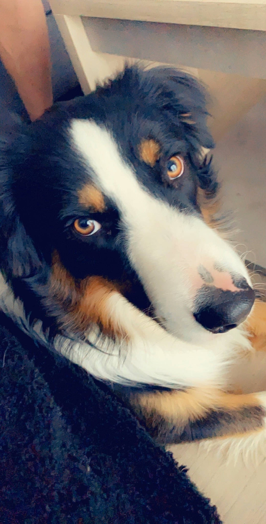 Eden participe au concours pour gagner de l'argent avec cette photo : australian_collie, australian_shepherd, bernese_mountain_dog, border_collie, canidae, carnivore, companion_dog, dog, dog_breed, english_shepherd, fur, herding_dog, mammal, miniature_australian_shepherd, nose, rare_breed_dog, scotch_collie, snout, vertebrate, welsh_sheepdog