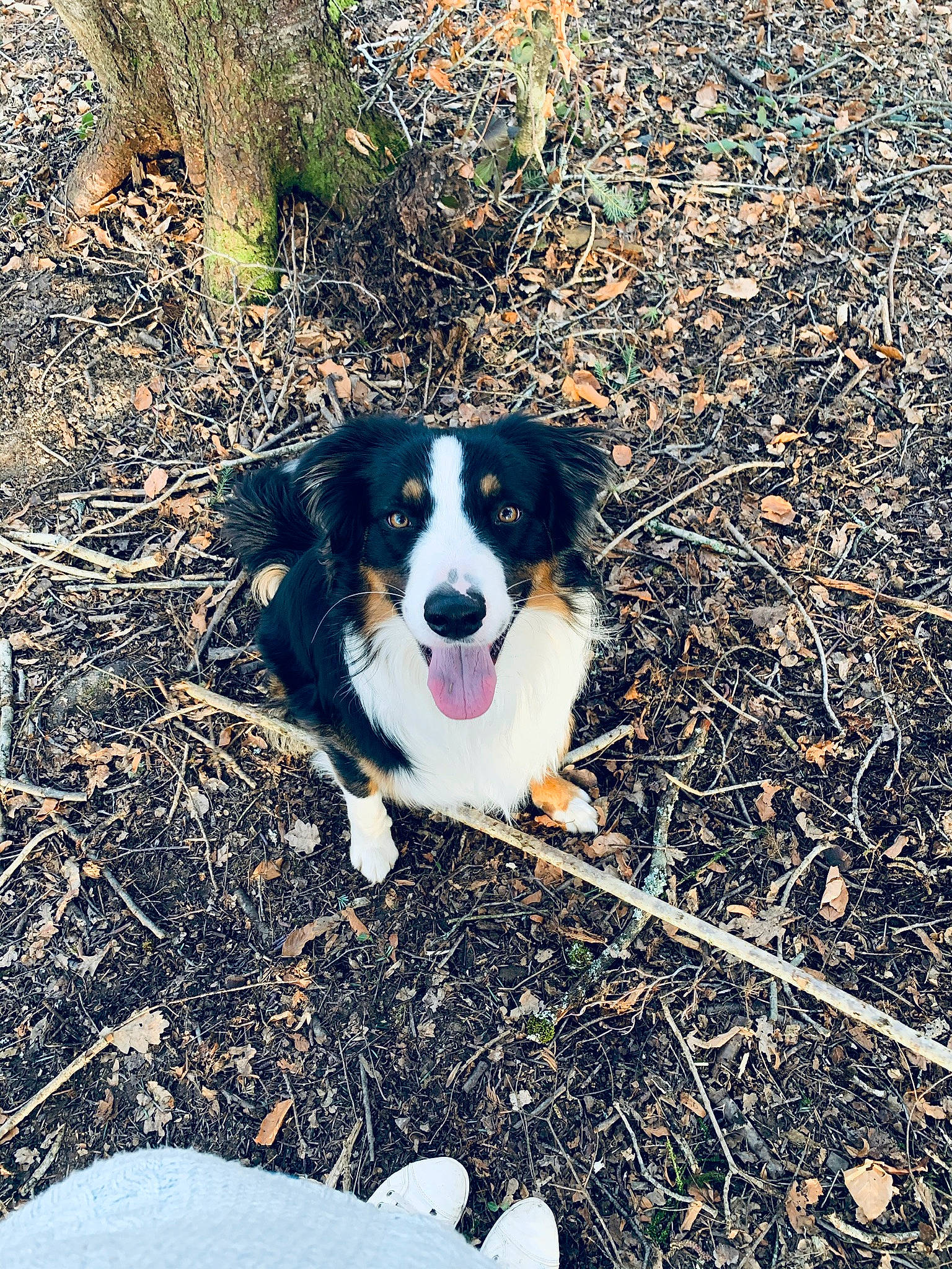 Eden participe au concours pour gagner de l'argent avec cette photo : australian_collie, australian_shepherd, border_collie, canidae, carnivore, companion_dog, dog, dog_breed, english_shepherd, herding_dog, mammal, miniature_australian_shepherd, sporting_group, vertebrate, welsh_sheepdog, working_dog