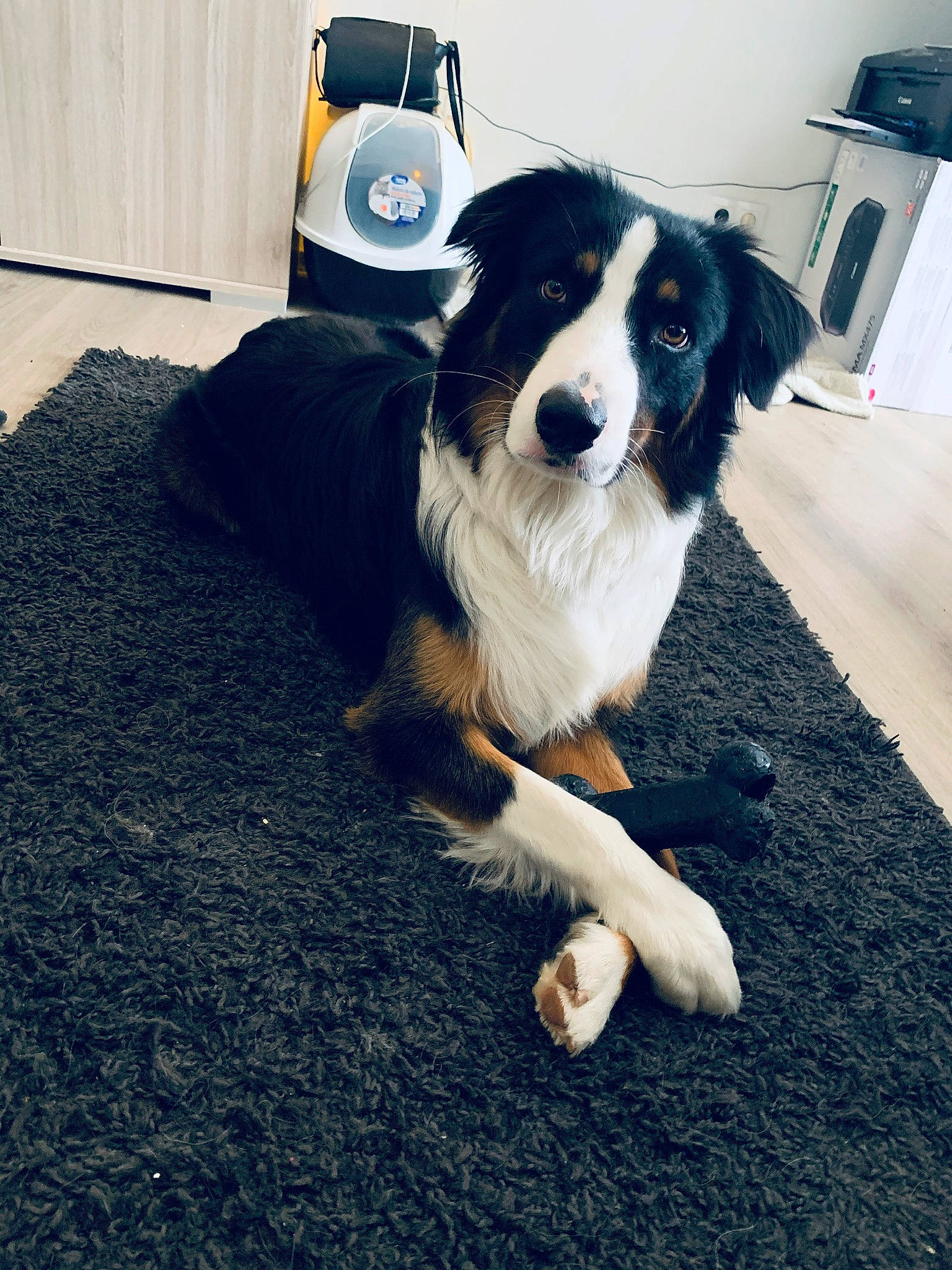 Eden participe au concours pour gagner de l'argent avec cette photo : australian_collie, australian_shepherd, bernese_mountain_dog, border_collie, canidae, carnivore, companion_dog, dog, dog_breed, english_shepherd, floor, herding_dog, mammal, miniature_australian_shepherd, puppy, snout, sporting_group, vertebrate, welsh_sheepdog, working_dog