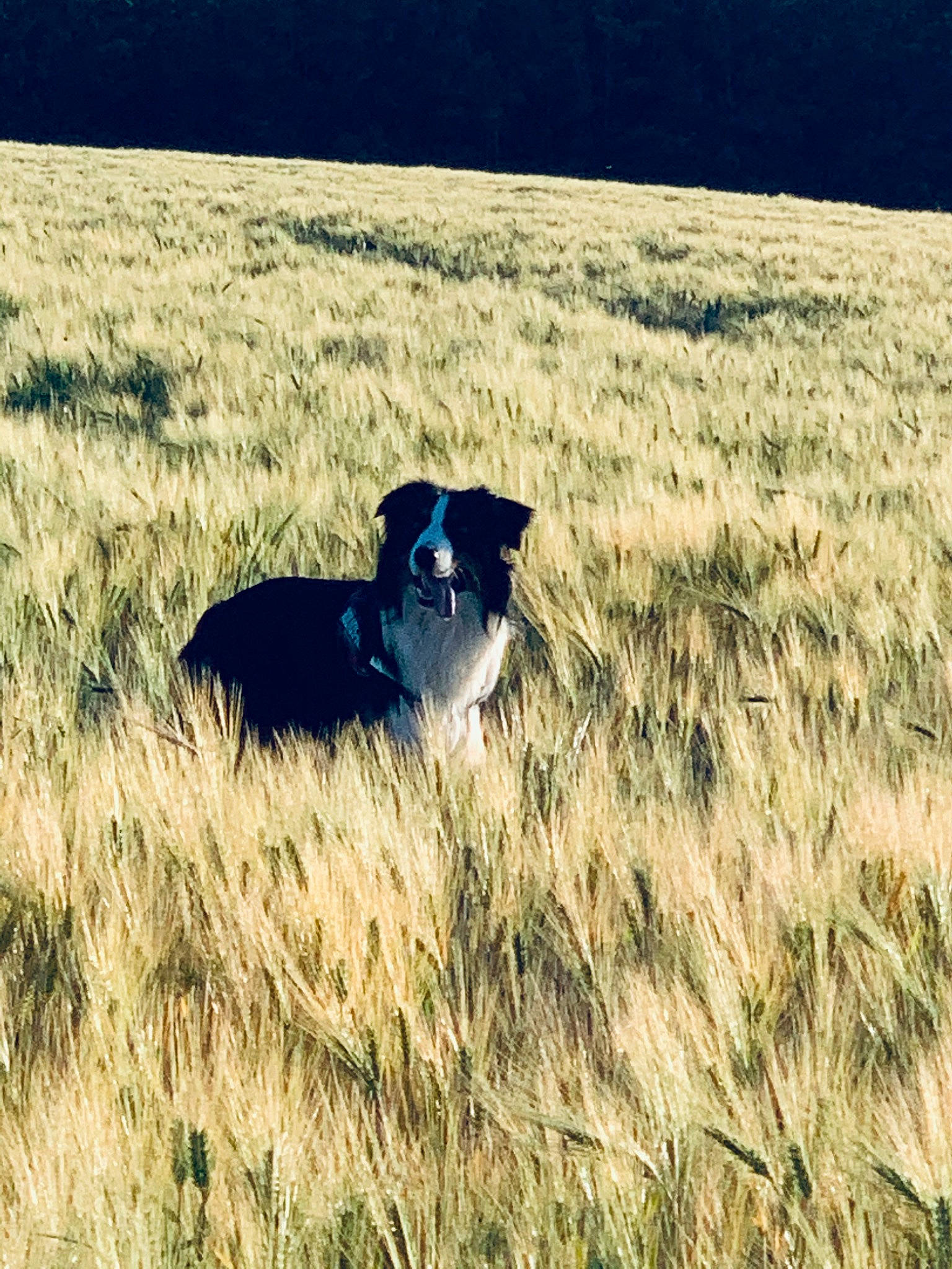 Eden a rejoint le concours — aidez-le/la à gagner de superbes lots ! border_collie, canidae, carnivore, dog, dog_breed, field, grass, grass_family, grassland, herding_dog, hunting_dog, mammal, plant, sky, sporting_group, working_dog