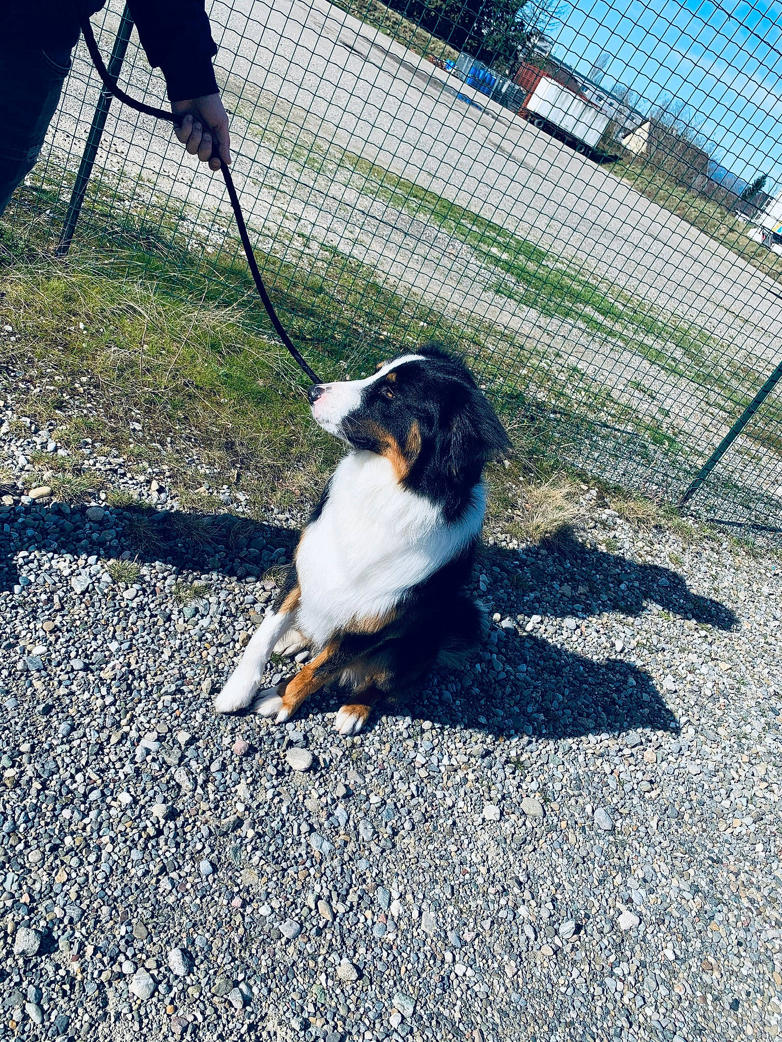 Eden participe au concours pour gagner de l'argent avec cette photo : australian_shepherd, bernese_mountain_dog, canidae, carnivore, companion_dog, dog, dog_breed, entlebucher_mountain_dog, grass, leash, mammal, sporting_group, working_dog