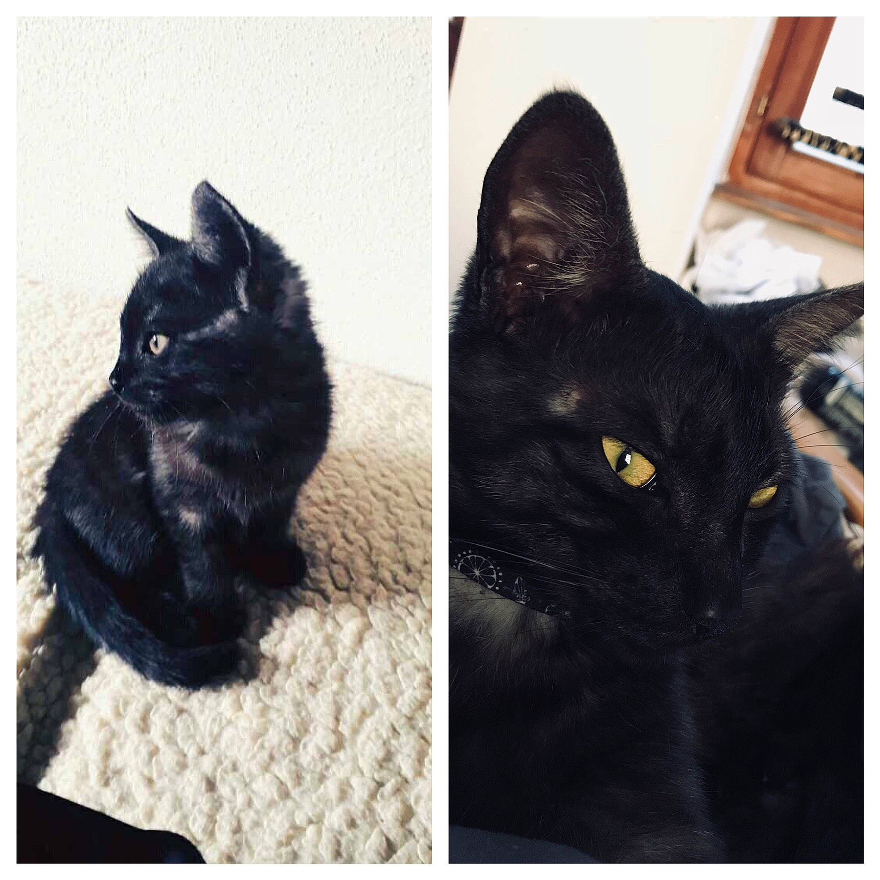 Kuro participe au concours pour gagner de l'argent avec cette photo : asian, black, black_and_white, black_cat, bombay, carnivore, cat, domestic_short_haired_cat, ear, european_shorthair, eye, felidae, fur, kitten, photo_caption, photography, polydactyl_cat, small_to_medium_sized_cats, snapshot, whiskers