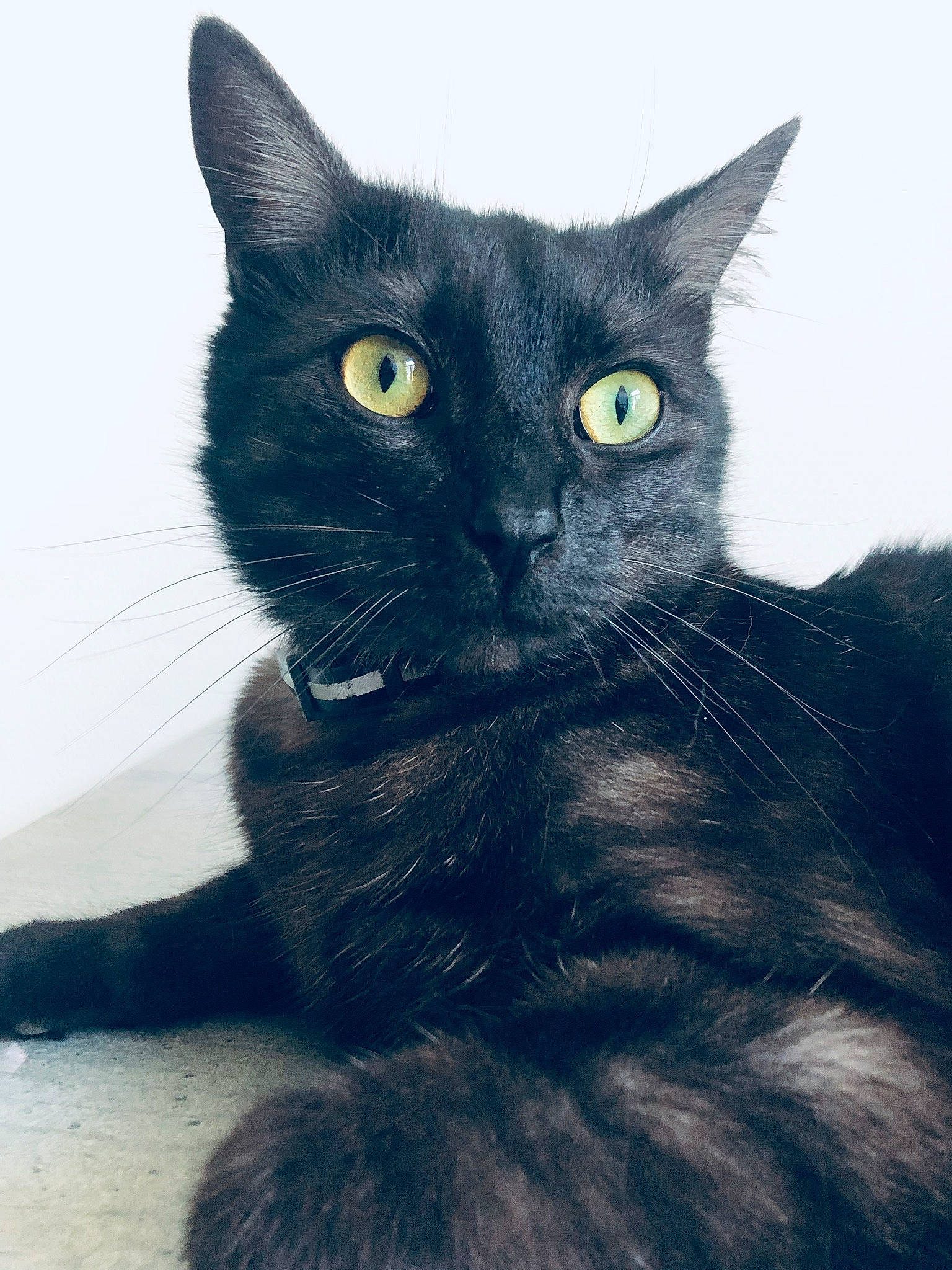 Kuro a rejoint le concours — aidez-le/la à gagner de superbes lots ! asian, black_cat, bombay, carnivore, cat, domestic_short_haired_cat, european_shorthair, eye, felidae, fur, korat, mammal, nebelung, small_to_medium_sized_cats, snout, tail, vertebrate, whiskers