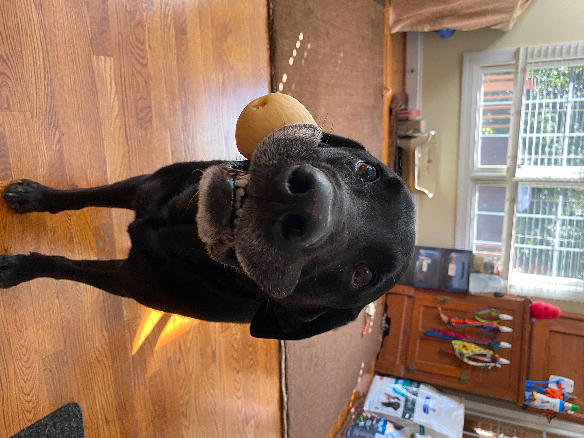 Huck is registered to the contest to win money with this photo: cabinetry, canidae, carnivore, dog, dog_breed, drawer, fawn, flooring, fur, hardwood, hat, helmet, personal_protective_equipment, shelf, snout, sporting_group, window, window_blind, wood, working_animal