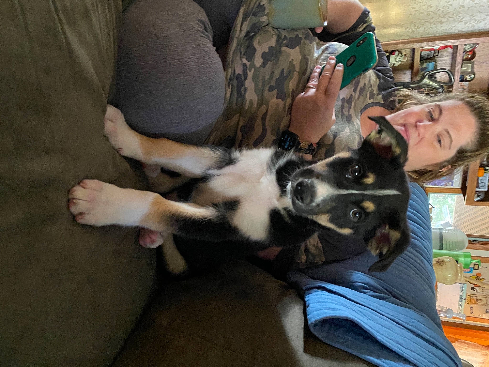 Loki is registered to the contest to win money with this photo: australian_shepherd, border_collie, canidae, carnivore, cat, companion_dog, dog, dog_breed, ear, felidae, kitten, lap, nap, paw, puppy, puppy_love, small_to_medium_sized_cats, sporting_group, whiskers