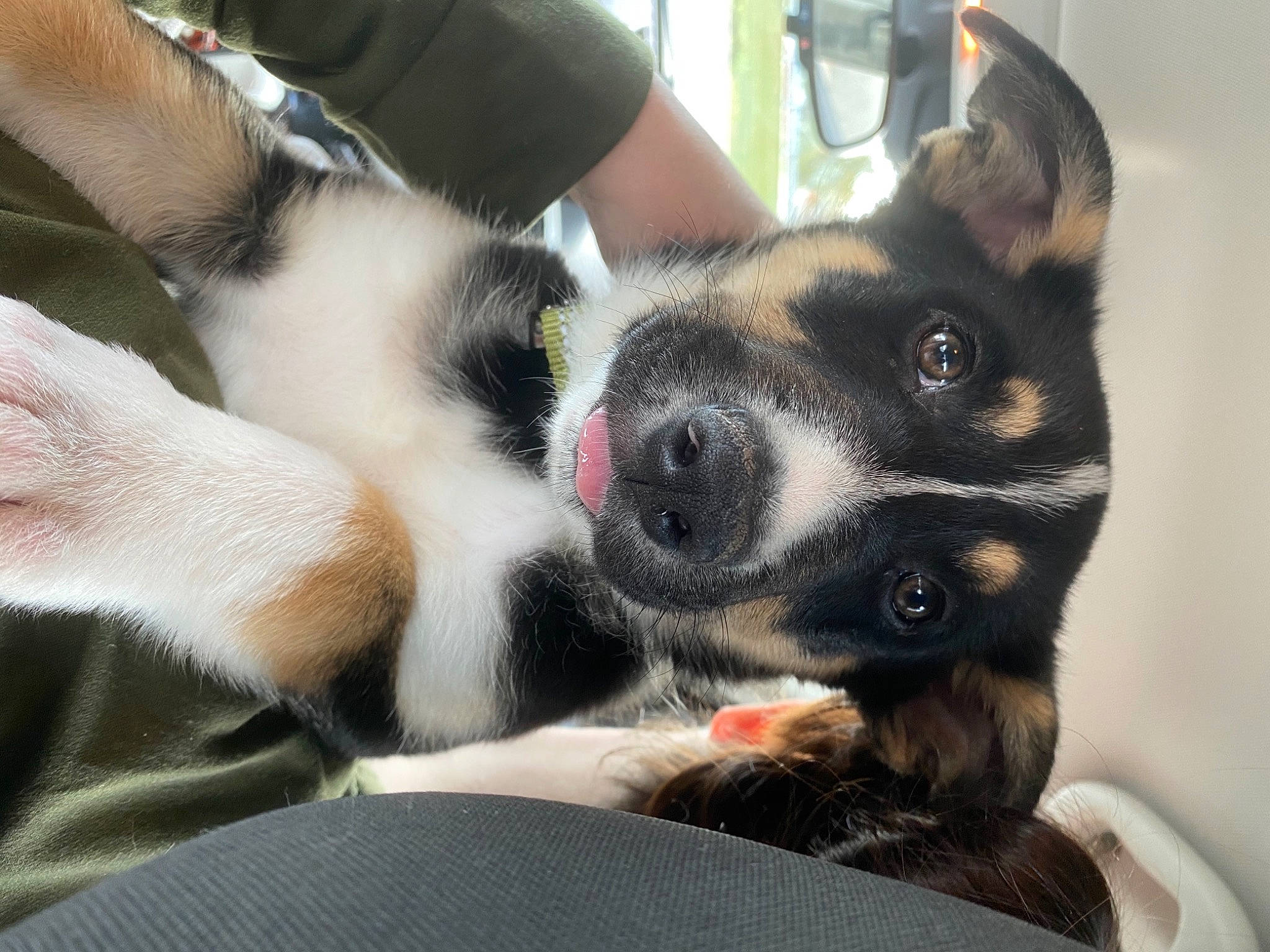 Loki joined the competition — help win amazing prizes! canidae, cardigan_welsh_corgi, carnivore, companion_dog, dog, dog_breed, ear, jaw, mammal, mcnab, nose, paw, puppy_love, rat_terrier, snout, street_dog, toy_fox_terrier, whiskers