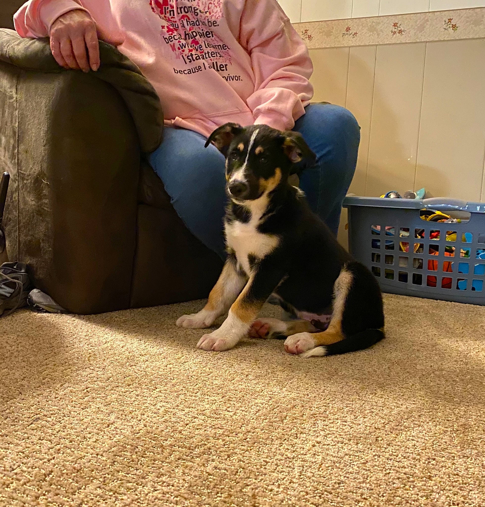 Loki joined the competition — help win amazing prizes! canidae, carnivore, companion_dog, dog, dog_breed, entlebucher_mountain_dog, fawn, feist, leg, mammal, non_sporting_group, paw, puppy, puppy_love, vertebrate