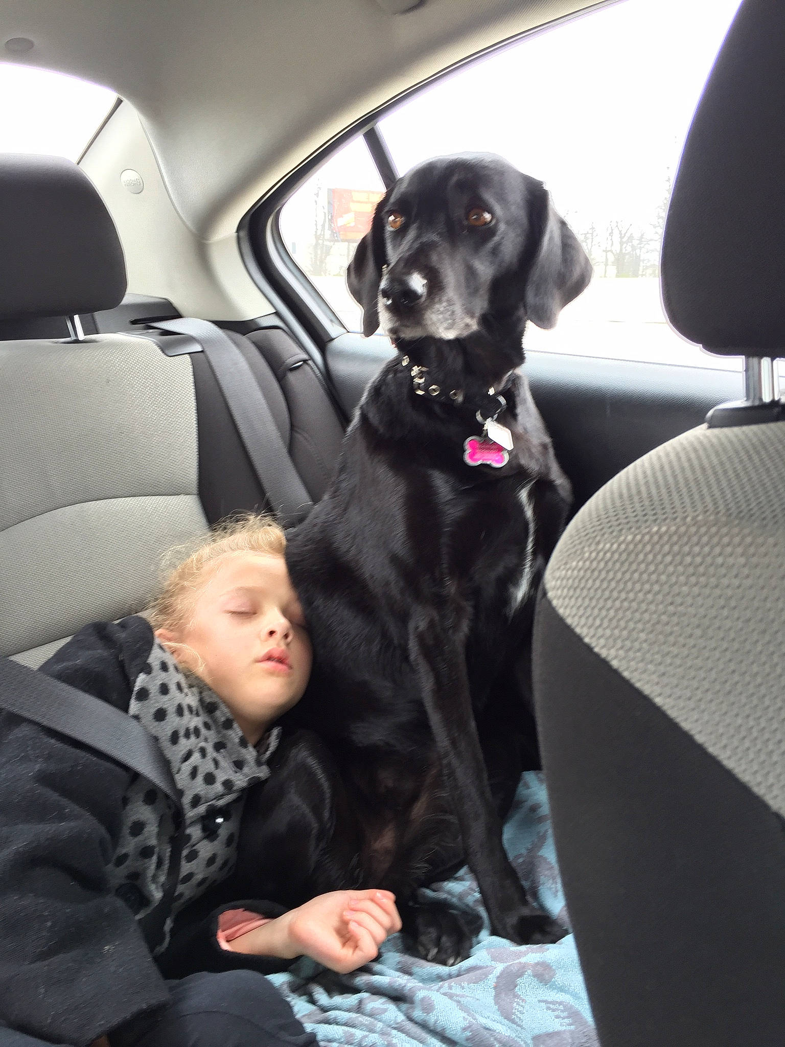 Riley is registered to the contest to win money with this photo: canidae, car, car_seat, carnivore, companion_dog, dog, dog_breed, labrador_retriever, puppy, retriever, sporting_group, vehicle