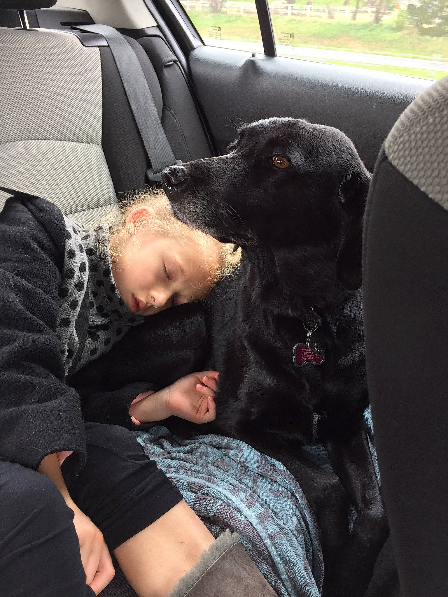 Riley joined the competition — help win amazing prizes! canidae, car, car_seat, car_seat_cover, carnivore, companion_dog, dog, dog_breed, hunting_dog, labrador_retriever, sitting, snout, sporting_group, vehicle