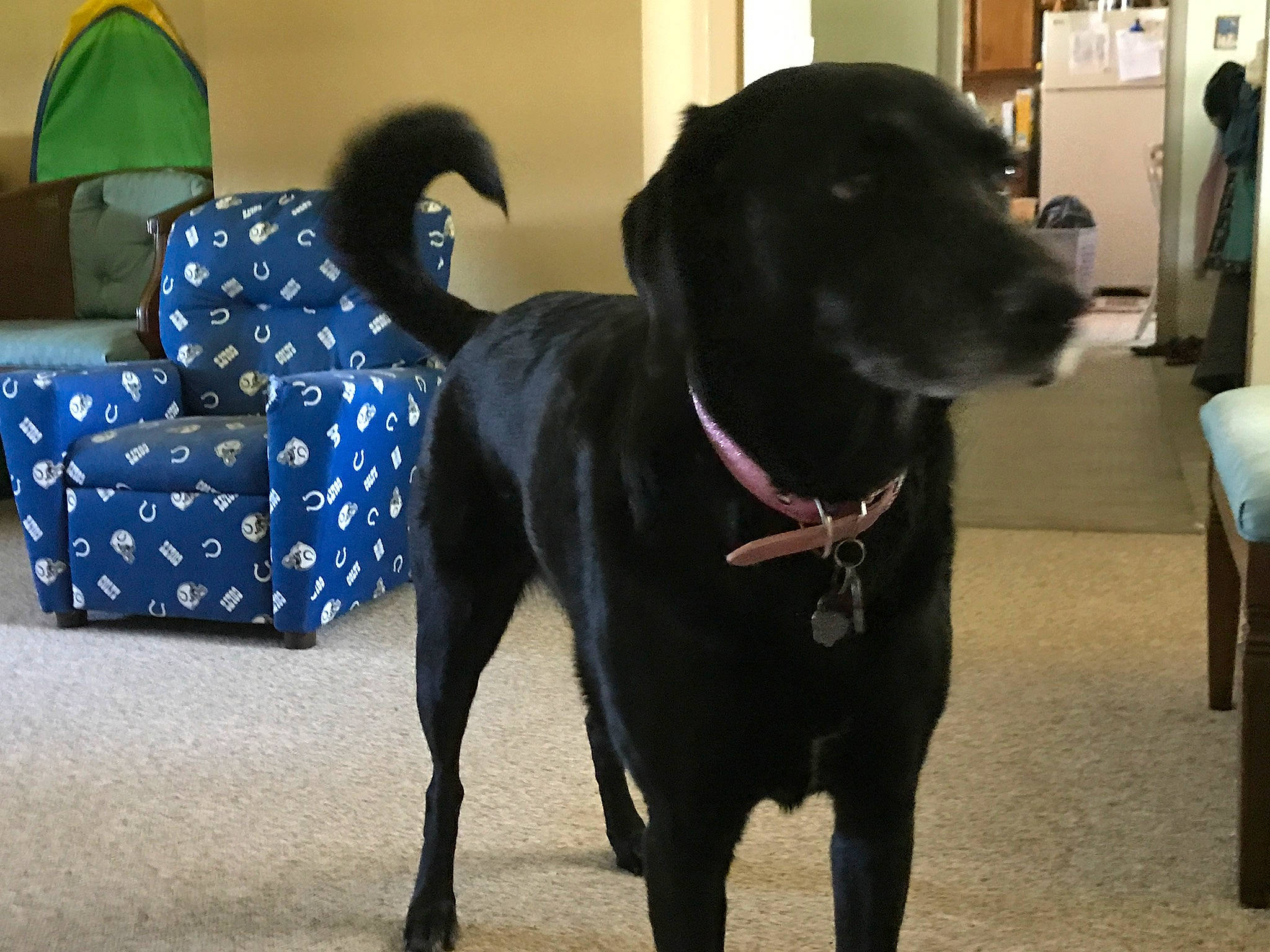 Riley joined the competition — help win amazing prizes! beagador, black, borador, canidae, carnivore, companion_dog, dog, dog_breed, flat_coated_retriever, formosan_mountain_dog, labrador_retriever, mammal, patterdale_terrier, rare_breed_dog, retriever, sporting_group, tail, vertebrate