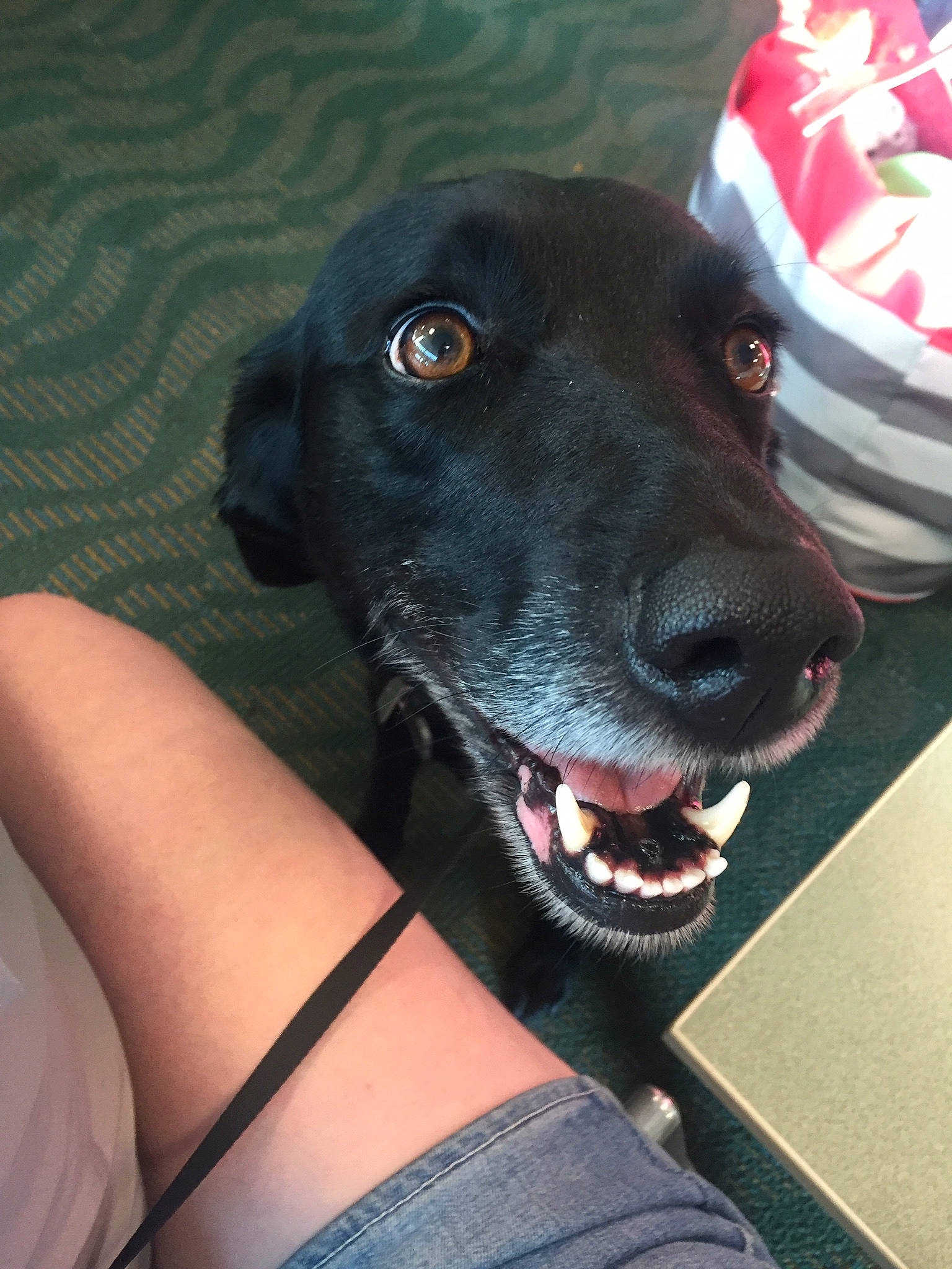 Riley joined the competition — help win amazing prizes! borador, canidae, carnivore, dog, dog_breed, dog_collar, labrador_retriever, patterdale_terrier, rare_breed_dog, snout, sporting_group, whiskers