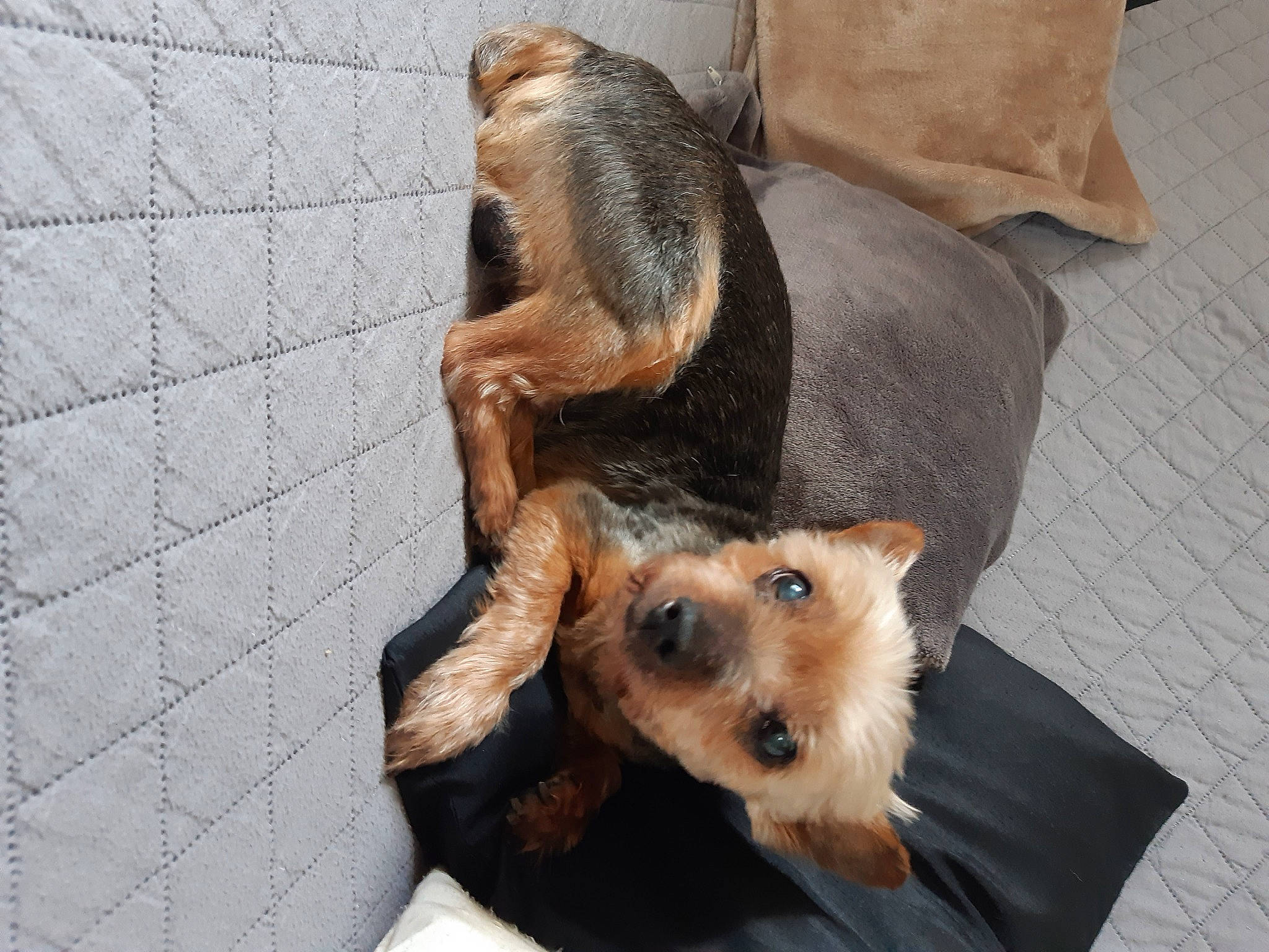 Vick a rejoint le concours — aidez-le/la à gagner de superbes lots ! canidae, carnivore, comfort, companion_dog, dog, dog_breed, fawn, flooring, fur, guard_dog, paw, small_terrier, snout, sporting_group, tail, terrestrial_animal, terrier, toy_dog, whiskers, working_animal