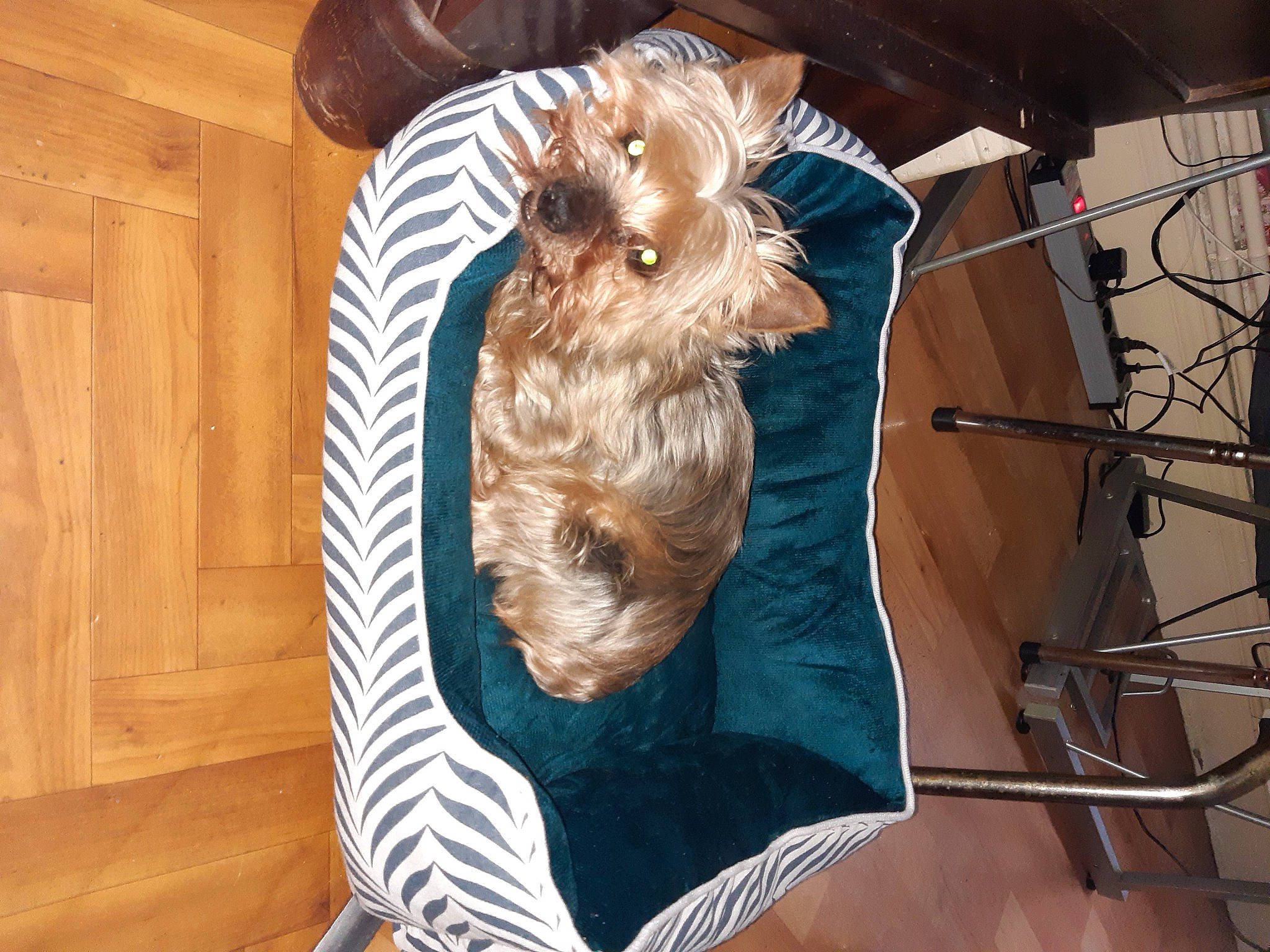 Vick a rejoint le concours — aidez-le/la à gagner de superbes lots ! canidae, carnivore, comfort, companion_dog, dog, dog_breed, dog_supply, fawn, fur, hardwood, liver, small_terrier, snout, sporting_group, terrier, toy_dog, wood, wood_stain, working_animal, yorkshire_terrier