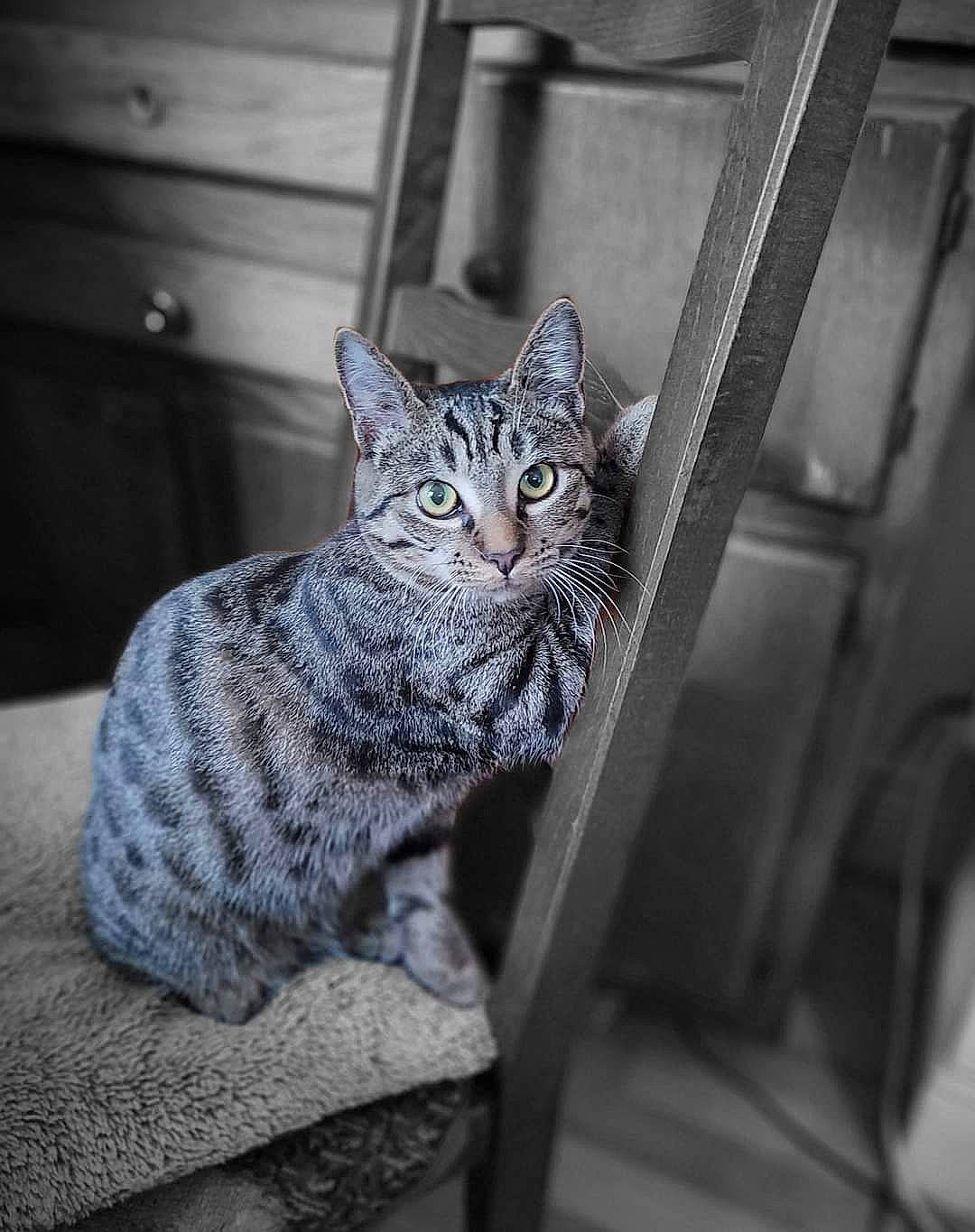 Dorabella a rejoint le concours — aidez-le/la à gagner de superbes lots ! cabinetry, carnivore, cat, domestic_short_haired_cat, door, drawer, felidae, fur, grey, metal, monochrome, monochrome_photography, sitting, small_to_medium_sized_cats, snout, tail, terrestrial_animal, whiskers, window, wood