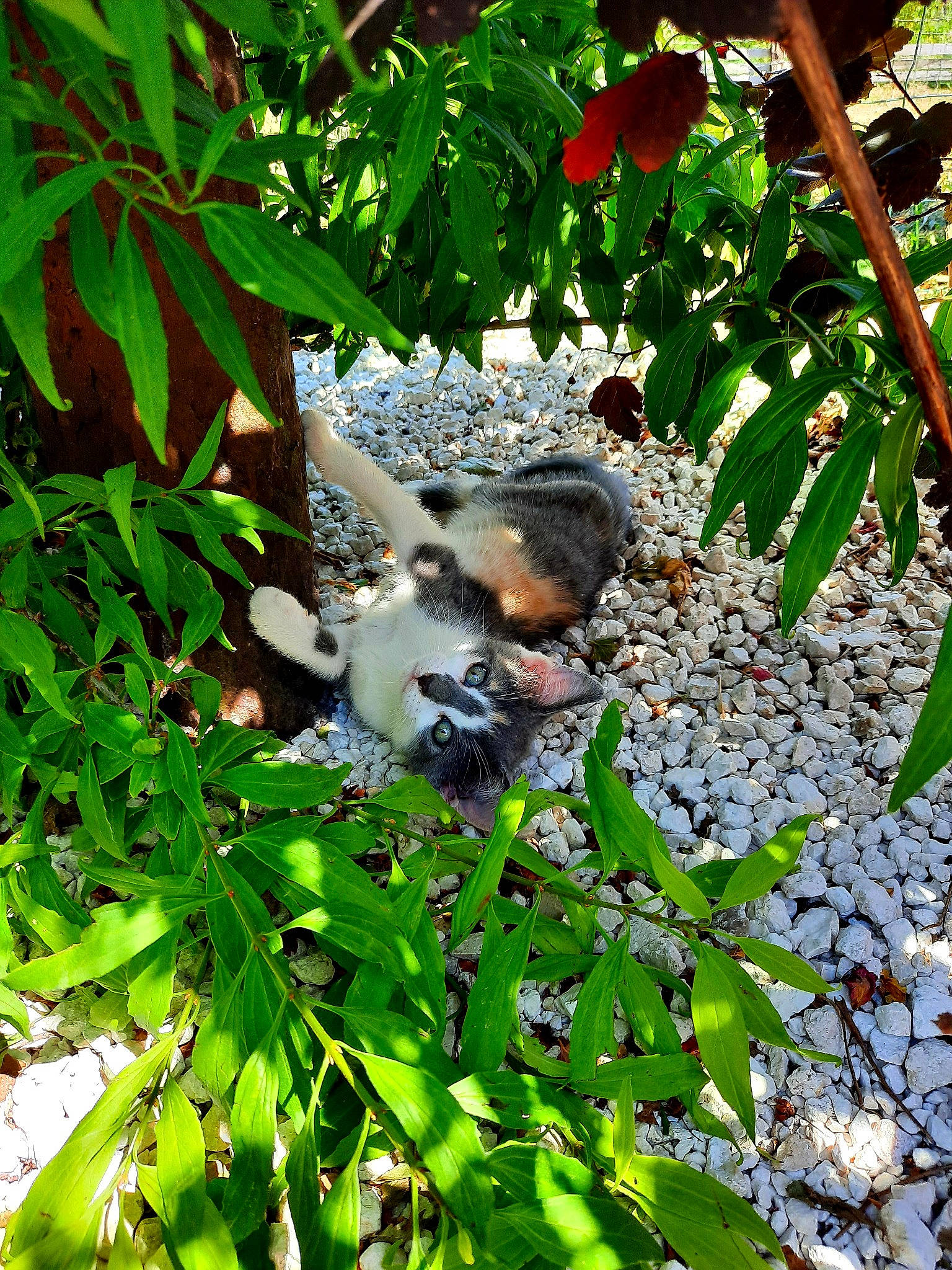 Zia a rejoint le concours — aidez-le/la à gagner de superbes lots ! adaptation, bird, botany, koala, leaf, marsupial, perching_bird, plant