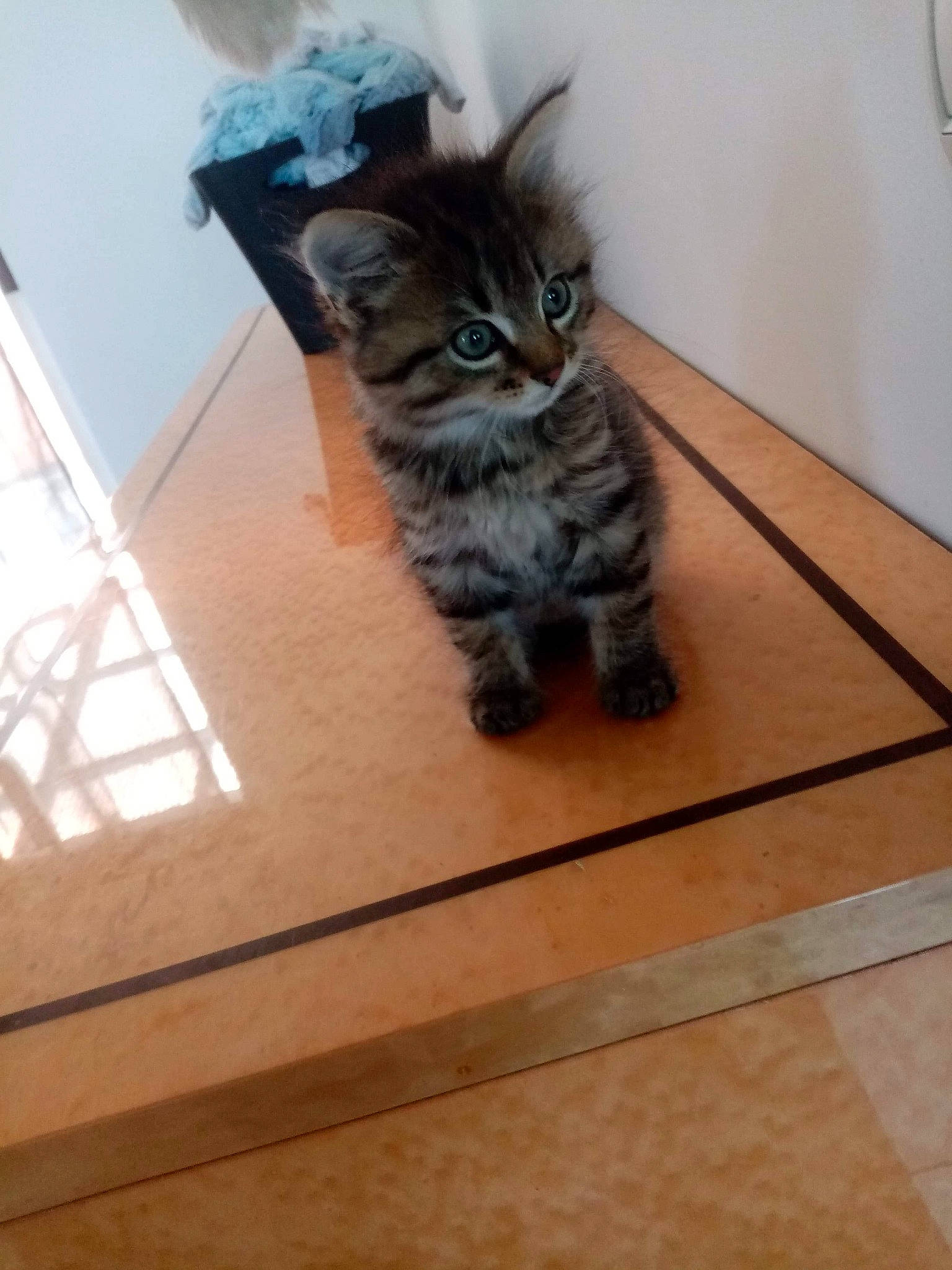 Milio participe au concours pour gagner de l'argent avec cette photo : american_curl, american_shorthair, asian, carnivore, cat, domestic_long_haired_cat, domestic_short_haired_cat, dragon_li, european_shorthair, felidae, floor, flooring, hardwood, kitten, maine_coon, mammal, pixie_bob, small_to_medium_sized_cats, whiskers, wood