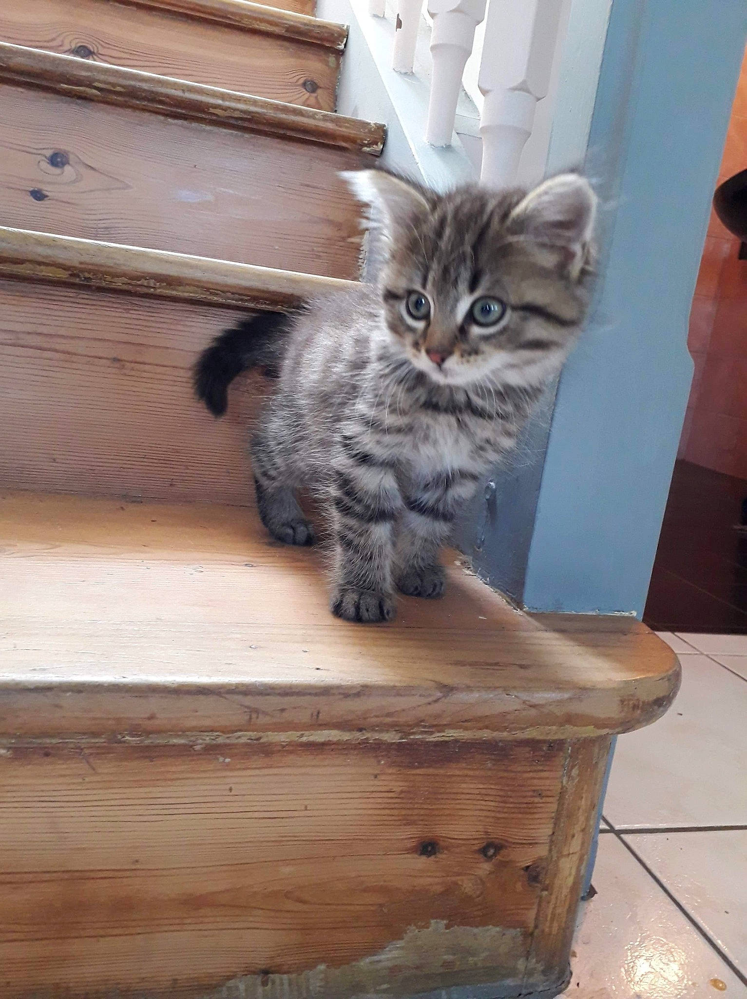 Milio a rejoint le concours — aidez-le/la à gagner de superbes lots ! asian, british_longhair, british_semi_longhair, carnivore, cat, domestic_long_haired_cat, domestic_short_haired_cat, european_shorthair, felidae, kitten, maine_coon, mammal, norwegian_forest_cat, pixie_bob, siberian, small_to_medium_sized_cats, tabby_cat, vertebrate, whiskers, wood