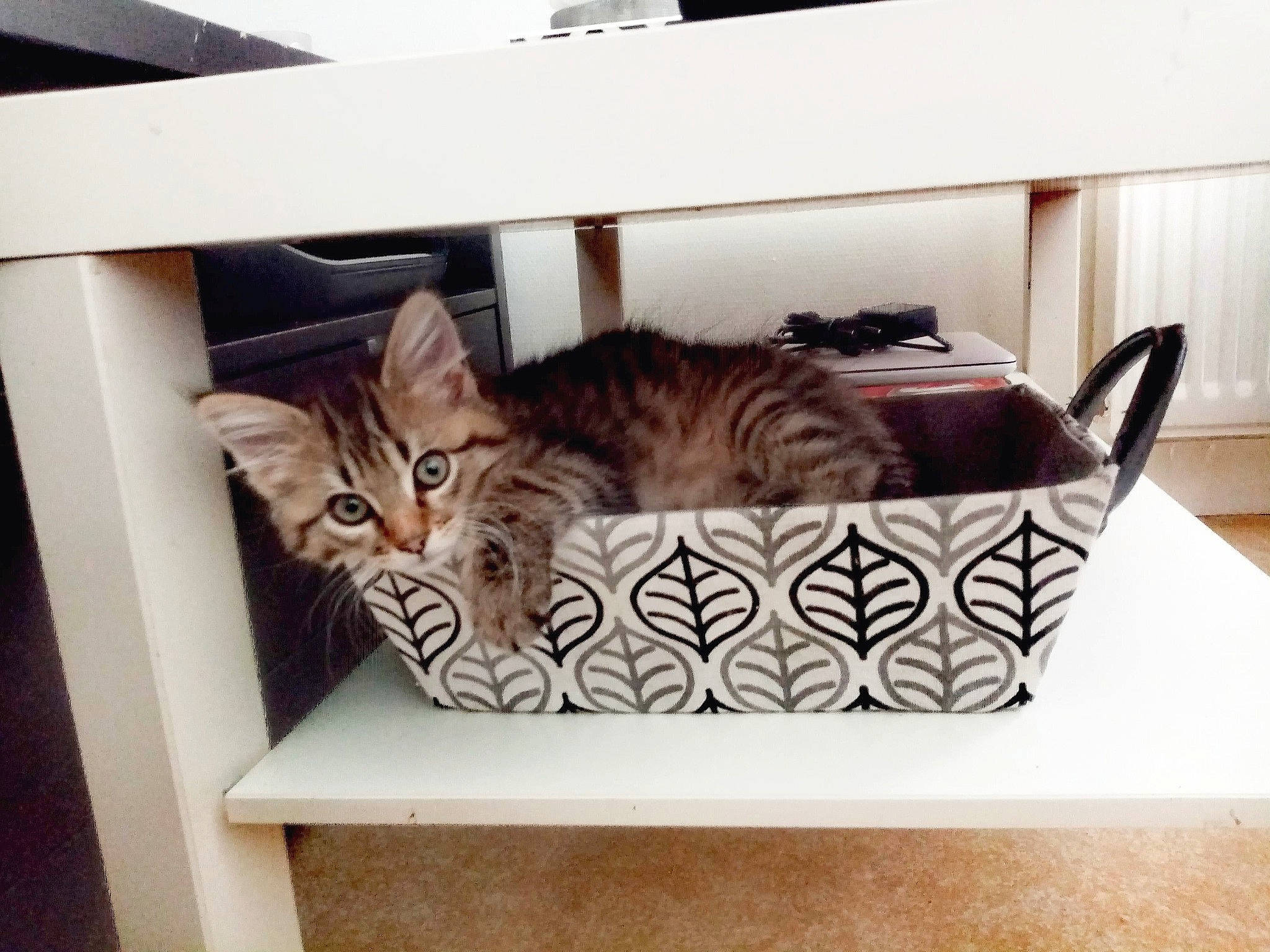 Milio a rejoint le concours — aidez-le/la à gagner de superbes lots ! american_shorthair, bengal, box, carnivore, cat, cat_bed, domestic_short_haired_cat, dragon_li, drawer, egyptian_mau, european_shorthair, felidae, furniture, kitten, ocicat, room, small_to_medium_sized_cats, tabby_cat, table, whiskers