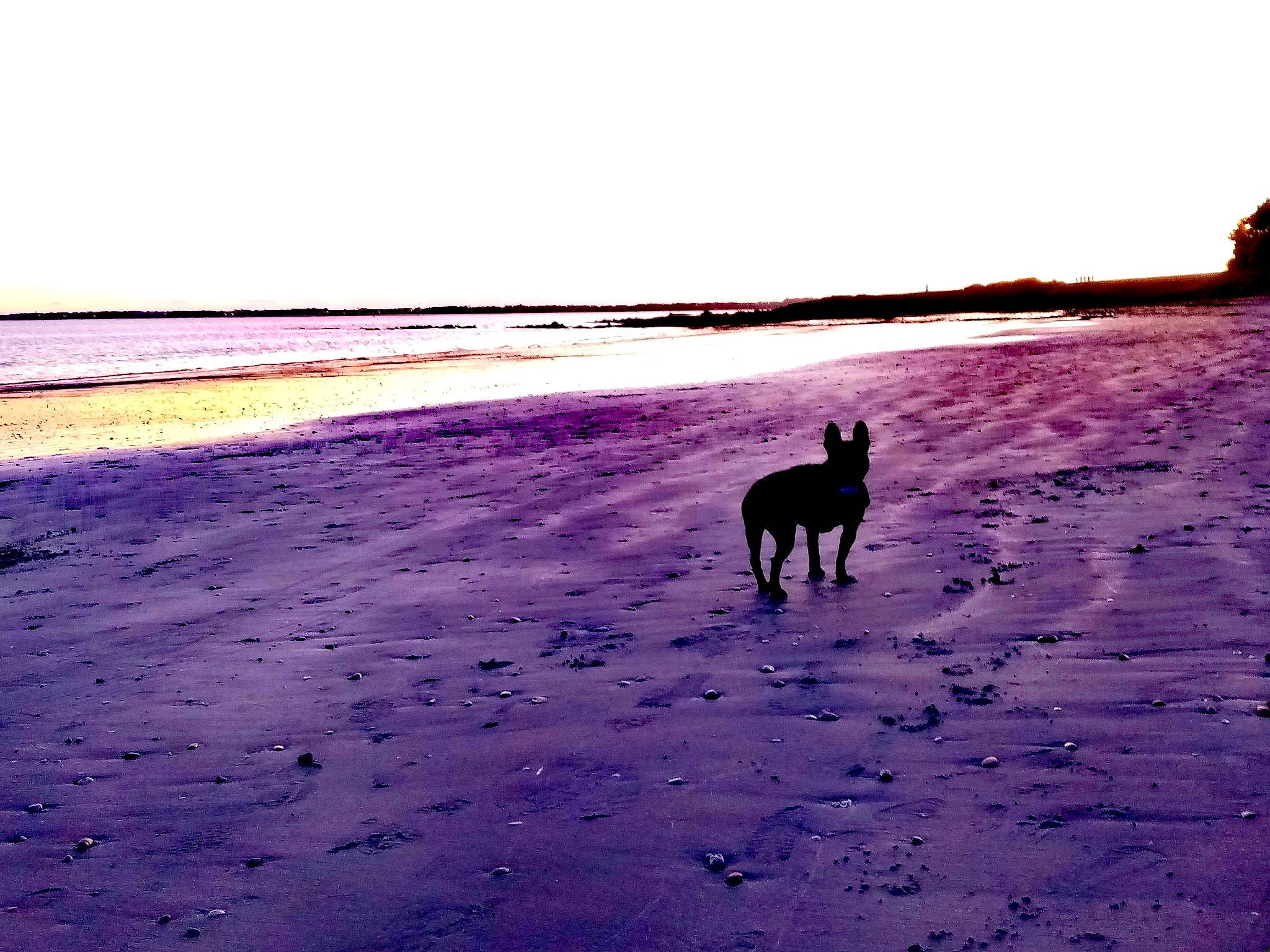 Fania a rejoint le concours — aidez-le/la à gagner de superbes lots ! beach, canidae, cloud, coast, dog_walking, evening, horizon, horse, love, mountain, ocean, sand, sea, shore, sky, sunset, vacation, water, wave, wind_wave