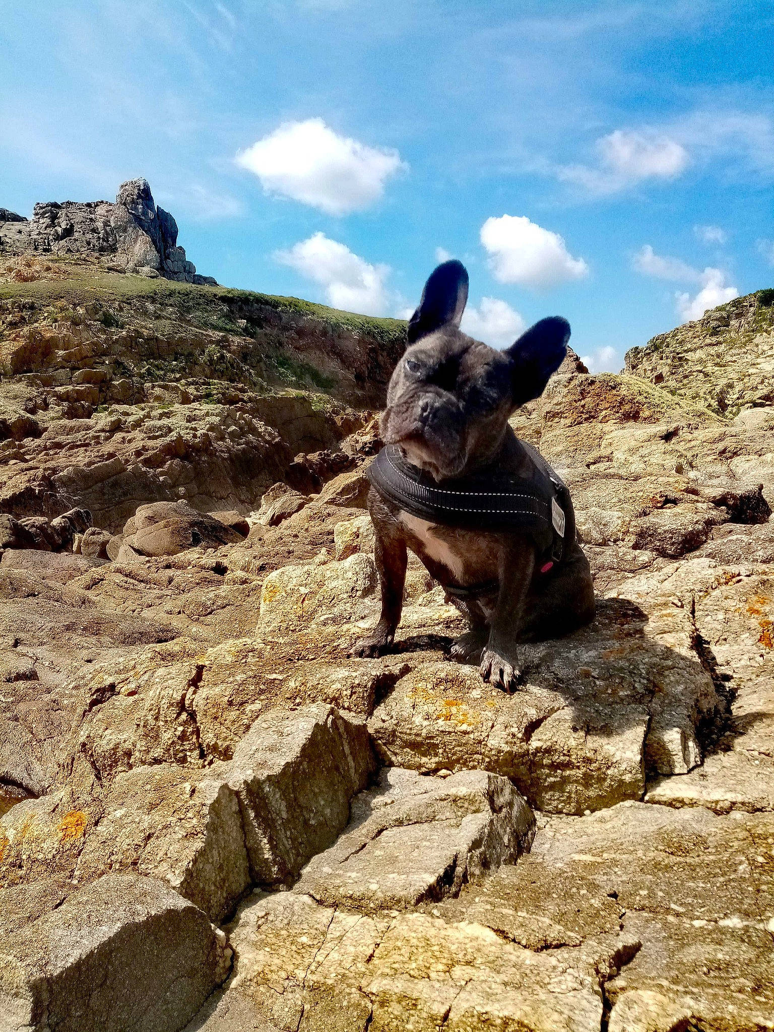 Fania a rejoint le concours — aidez-le/la à gagner de superbes lots ! adventure, bedrock, canidae, dog_hiking, geology, hiking, hill, mountain, outcrop, recreation, rock, soil, vacation, wadi