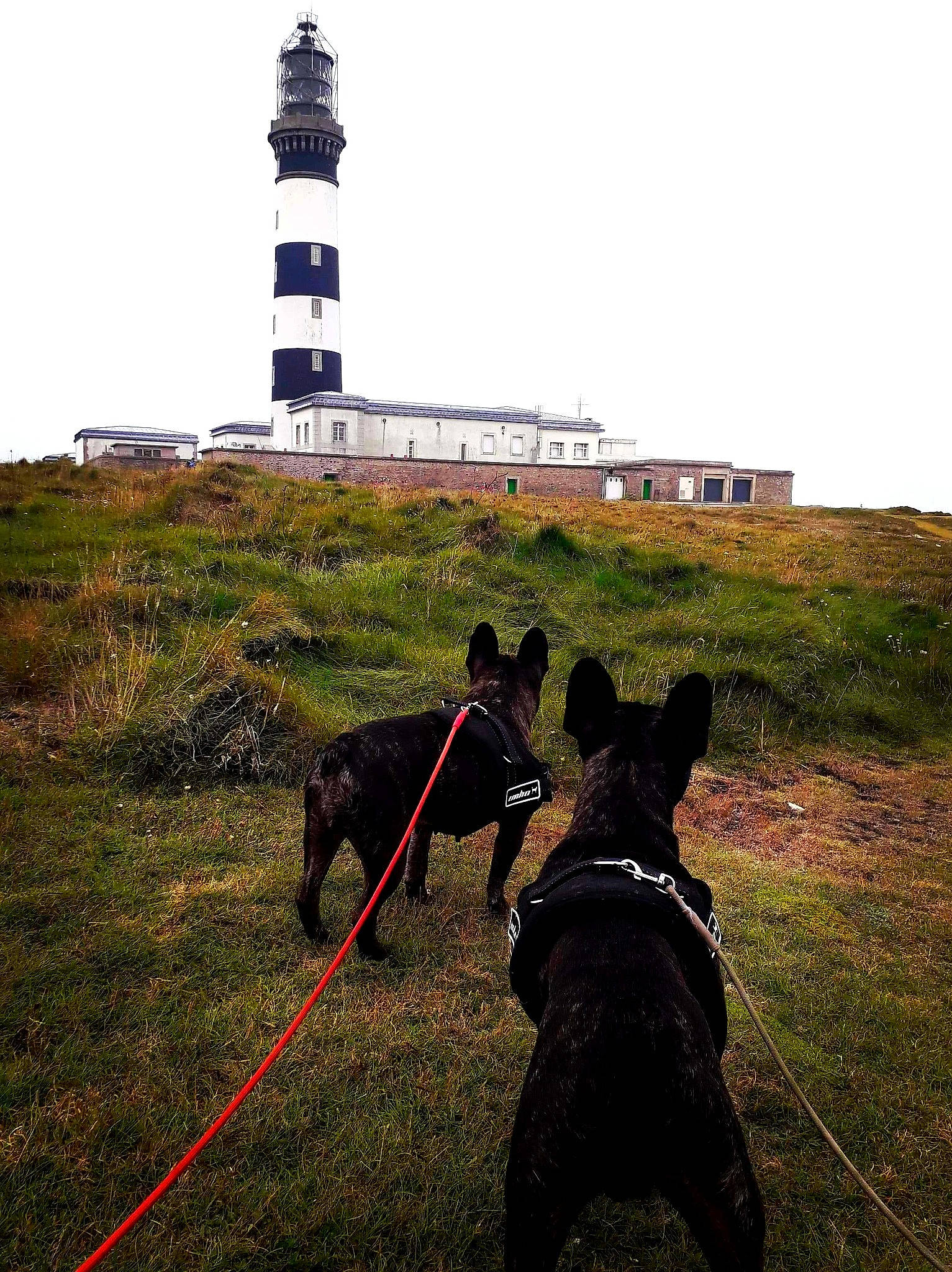 Fania participe au concours pour gagner de l'argent avec cette photo : canidae, carnivore, dog, dog_breed, dog_walking, grass, hill, horse, leash, lighthouse, pack_animal, pasture, rural_area, sky, sporting_group, terrain, tourism