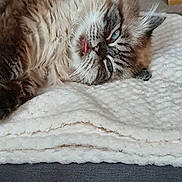 Lola joined the competition — help win amazing prizes! cat, fluffy, blue_eyes, tongue_out, blanket, sleepy, pet, indoor, cozy, fur, resting, cute, animal, mammal, whiskers, closeup, relaxed, soft, comfort, home