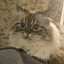 Lola is registered to the contest to win money with this photo: cat, fluffy, wide_eyes, striped, pink_nose, couch, indoor, pet, feline, close_up, curious, whiskers, fur, ears, relaxed, animal, domestic, face, portrait, mammal