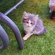 Loki joined the competition — help win amazing prizes! kitten, cat, gray, white, fluffy, grass, artificial_grass, chair_legs, pet, animal, cute, small, fur, whiskers, outdoor, playful, young, domestic_cat, sitting, curious